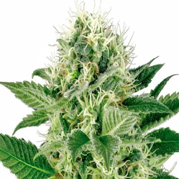 Семена конопли Northern Lights Feminised